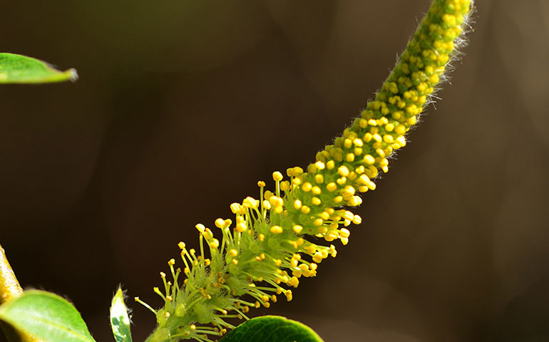 گیاه بید سفید و درمان آرتروز